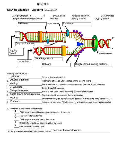 30 Dna and Replication Worksheet Answers | Education Template